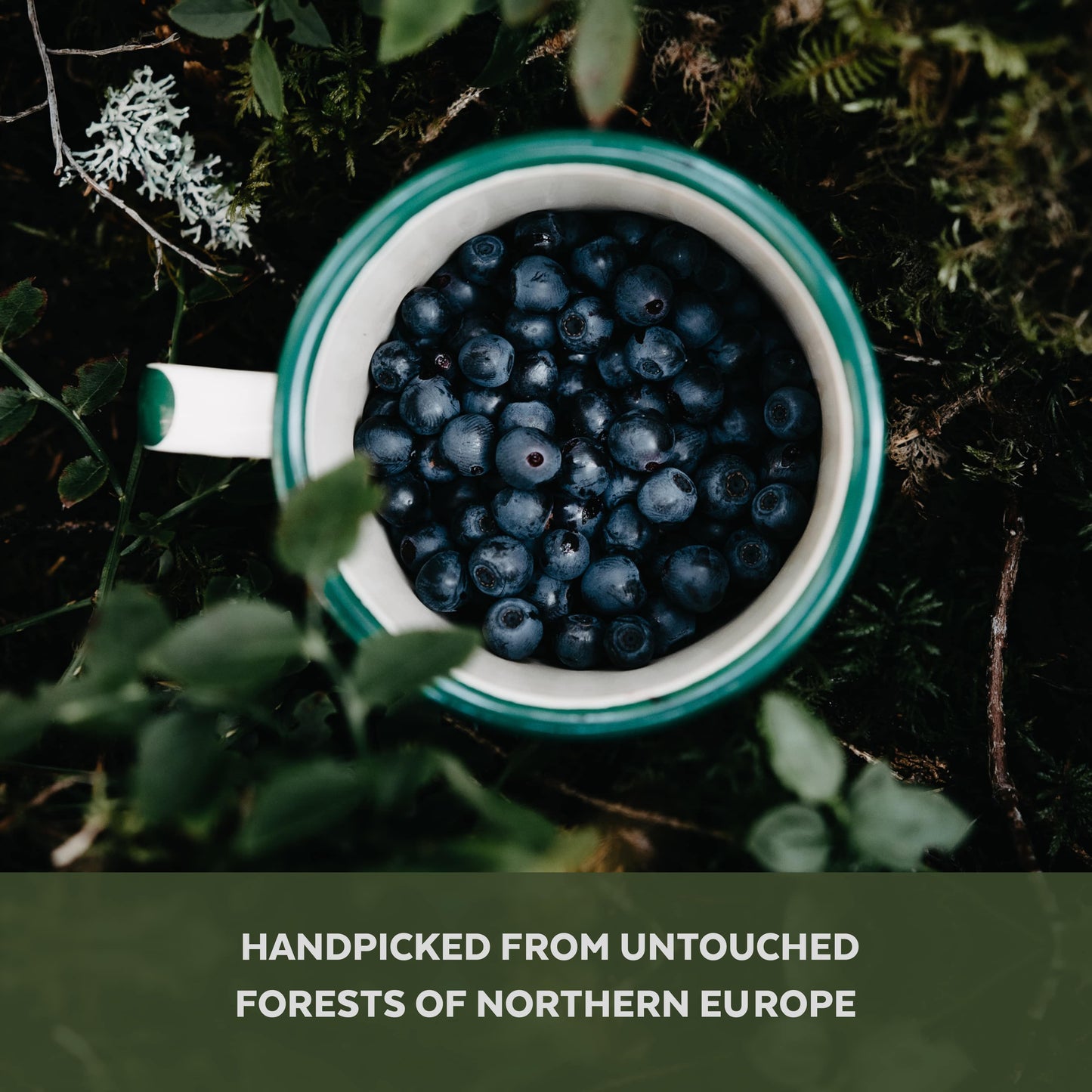 Organic Wild Blueberry Powder
