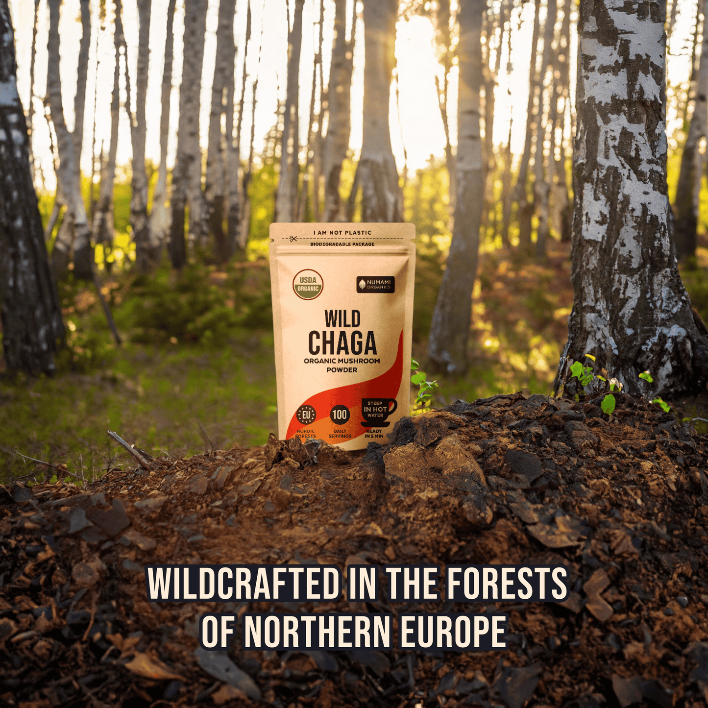 Organic Chaga Mushroom Powder